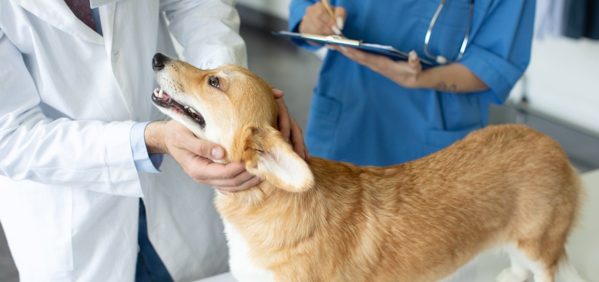 How IDEXX SDMA Will Ensure Your Dog's Renal Health Eurovets